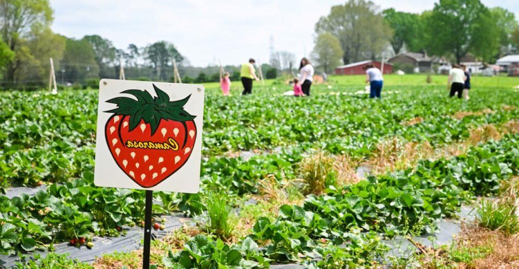 you-pick strawberry farm